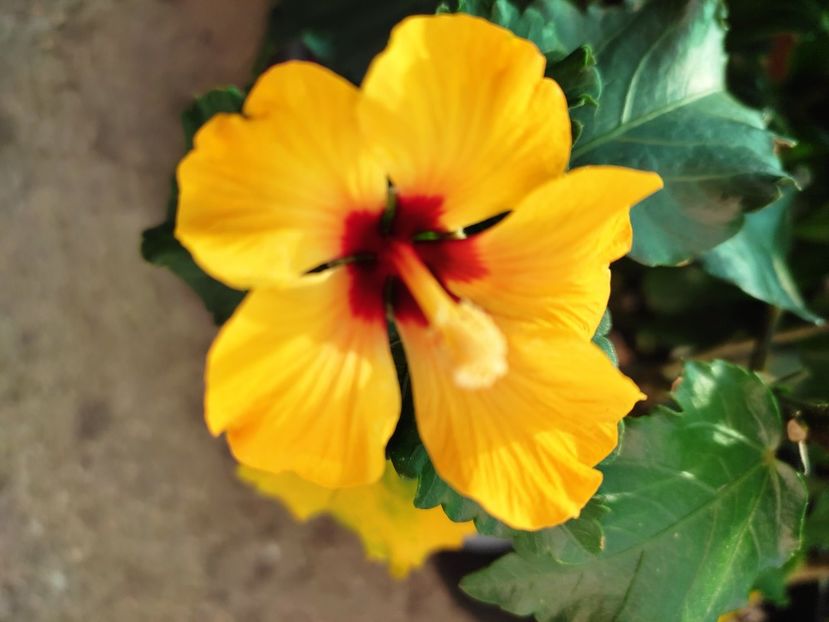  - Hibiscus 2021 -1