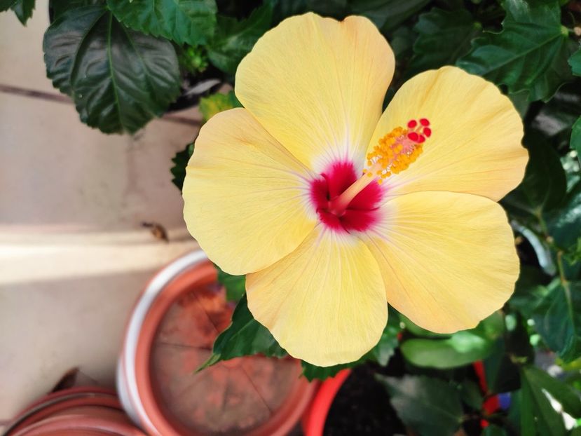  - Hibiscus 2021 -1