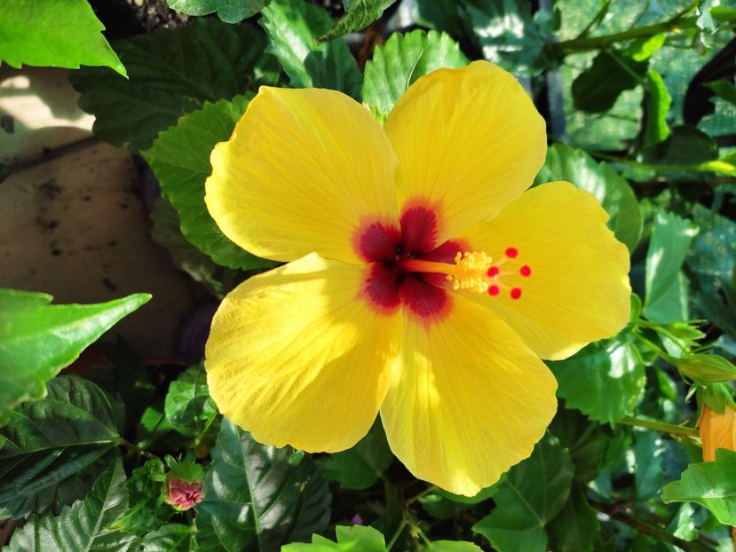  - Hibiscus 2021 -1