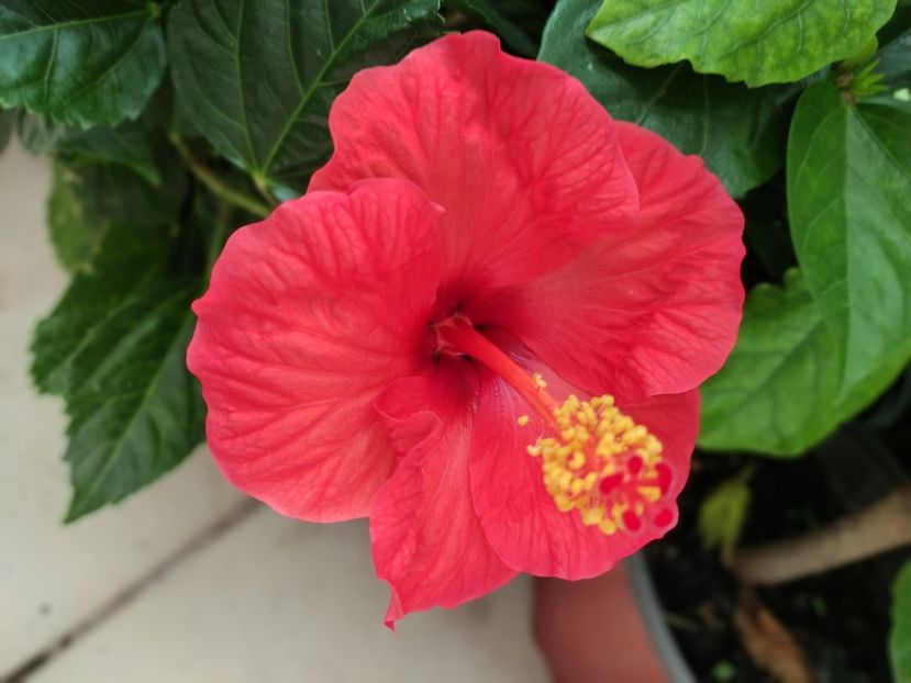  - Hibiscus 2021 -1