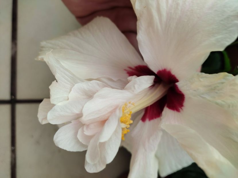  - Hibiscus 2021 -1
