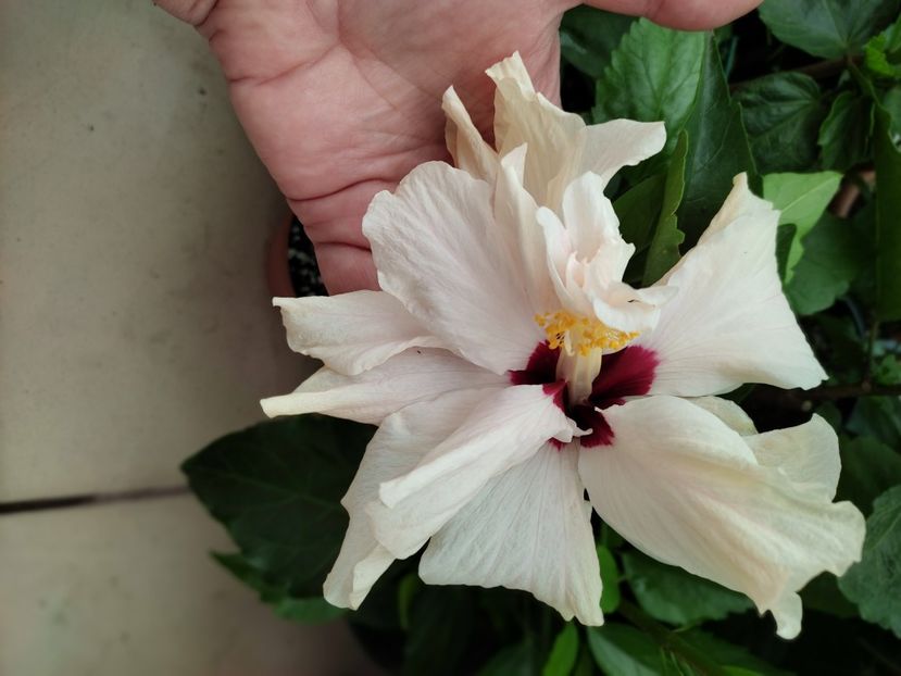  - Hibiscus 2021 -1