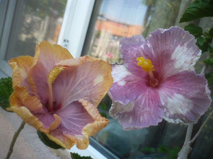 P1480937 - Luv Memories