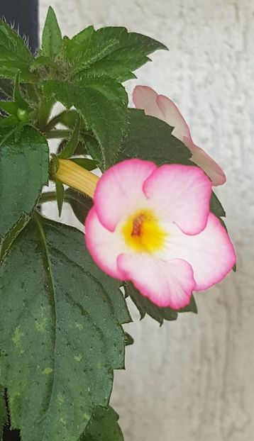 Ivory Blush - Achimenes 2021