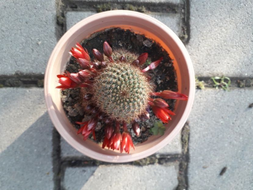  - rebutia vulpina