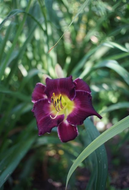  - Hemerocallis 2020- 2021- 2022