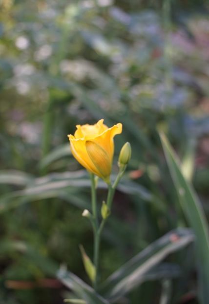 Layers of Gold - Hemerocallis 2020- 2021- 2022