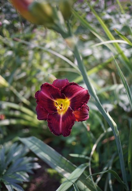  - Hemerocallis 2020- 2021- 2022