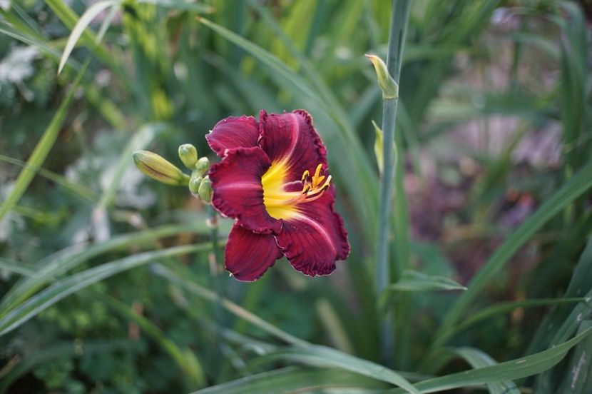  - Hemerocallis 2020- 2021- 2022