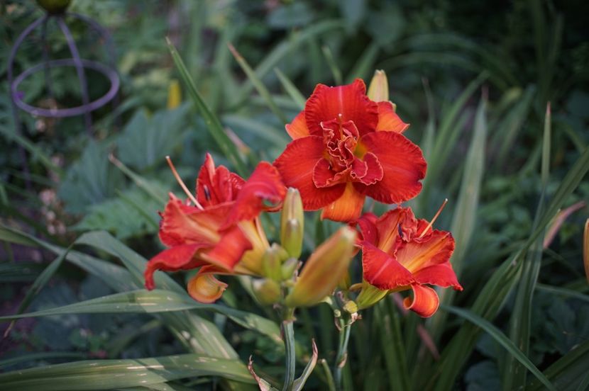  - Hemerocallis 2020- 2021- 2022