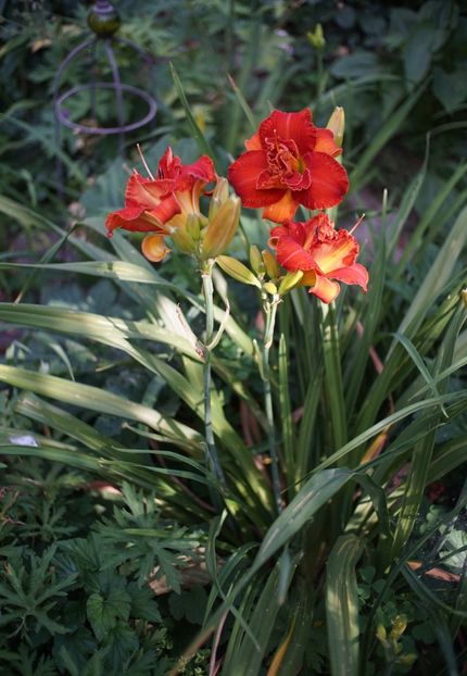  - Hemerocallis 2020- 2021- 2022