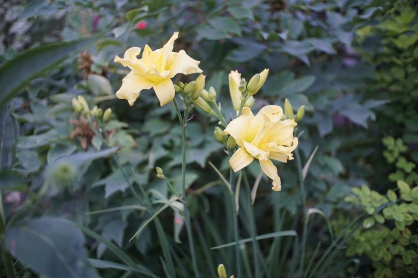  - Hemerocallis 2020- 2021- 2022