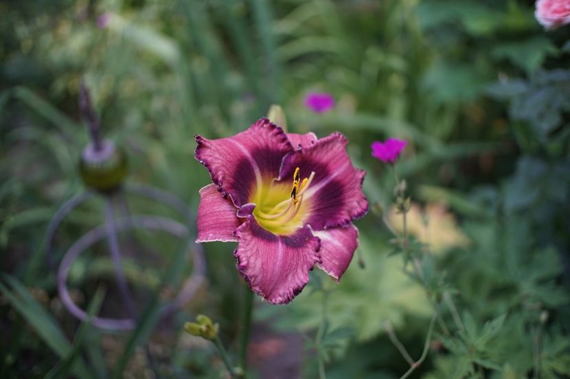  - Hemerocallis 2020- 2021- 2022