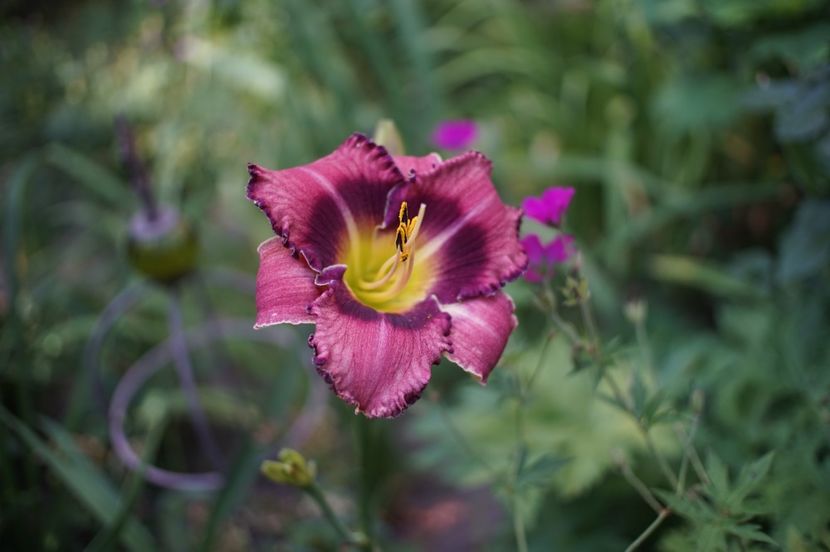  - Hemerocallis 2020- 2021- 2022