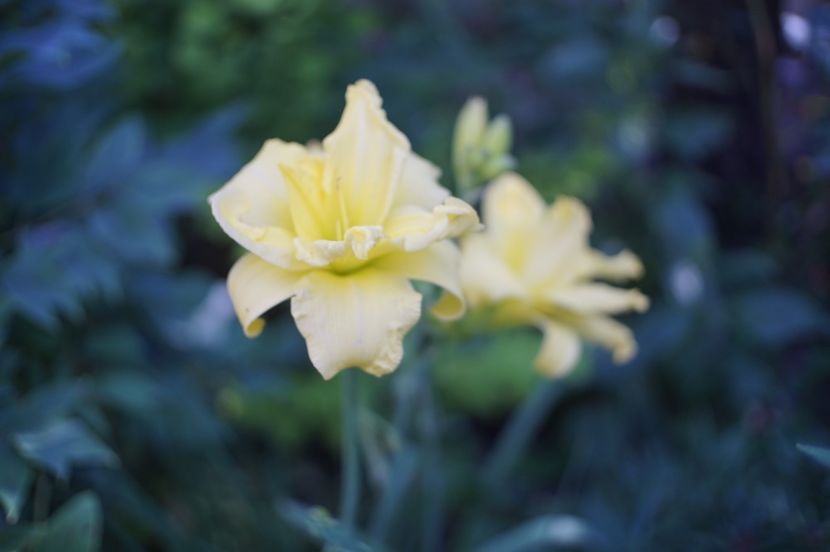  - Hemerocallis 2020- 2021- 2022