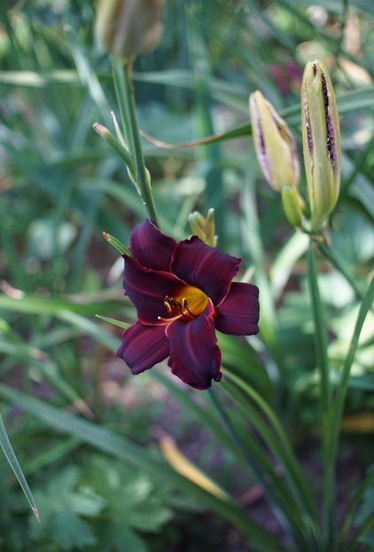  - Hemerocallis 2020- 2021- 2022