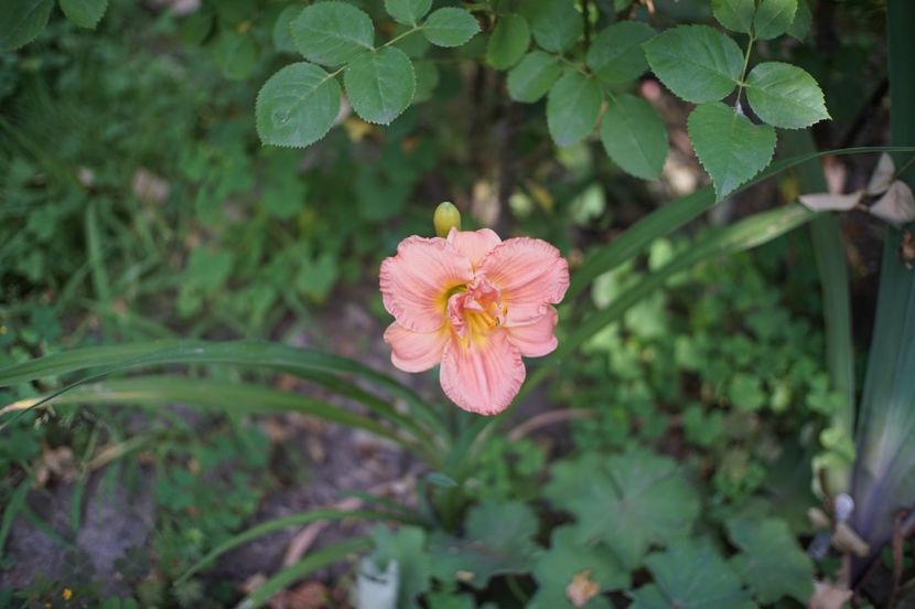  - Hemerocallis 2020- 2021- 2022