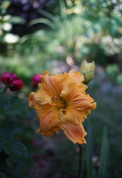 Golden Hibiscus - Hemerocallis 2020- 2021- 2022