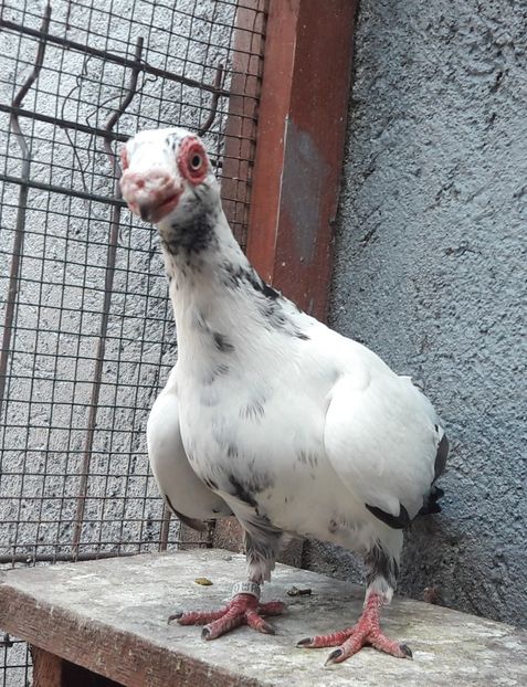 F 2021 - Carunculați 2021