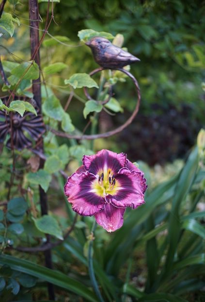 Midnight Amoulet - Hemerocallis 2020- 2021- 2022