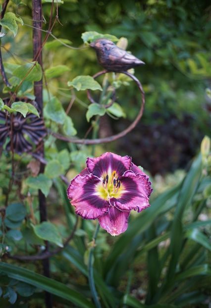  - Hemerocallis 2020- 2021- 2022