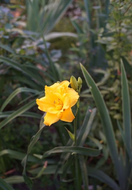 Layers of Gold - Hemerocallis 2020- 2021- 2022