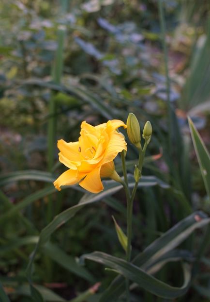  - Hemerocallis 2020- 2021- 2022