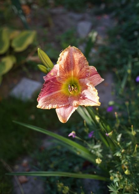 Happy Hooligan - Hemerocallis 2020- 2021- 2022