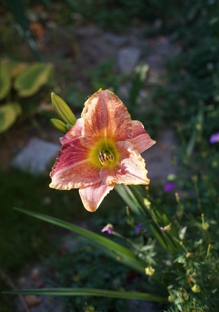  - Hemerocallis 2020- 2021- 2022