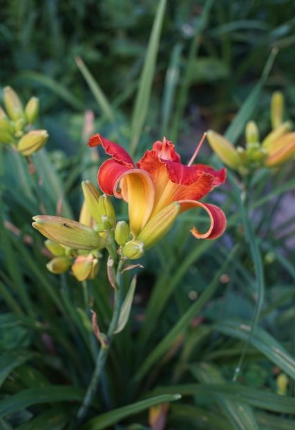  - Hemerocallis 2020- 2021- 2022