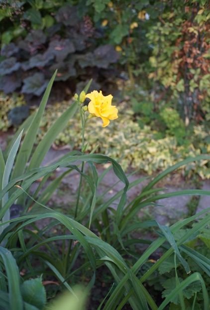 Layers of Gold - Hemerocallis 2020- 2021- 2022