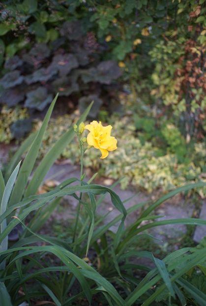  - Hemerocallis 2020- 2021- 2022