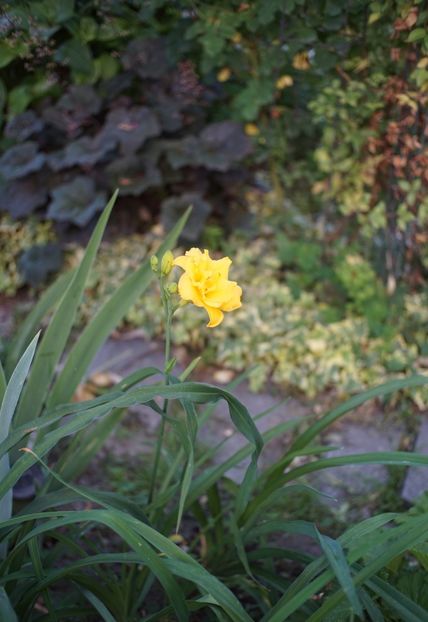  - Hemerocallis 2020- 2021- 2022