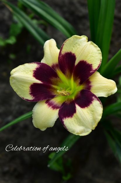 AddText_06-30-02.13.18 - Hemerocallis 2021