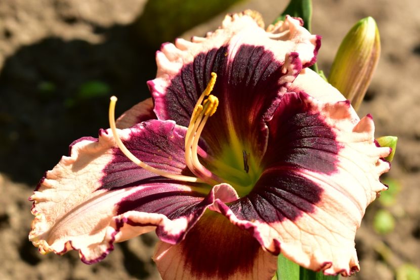  - Hemerocallis 2021