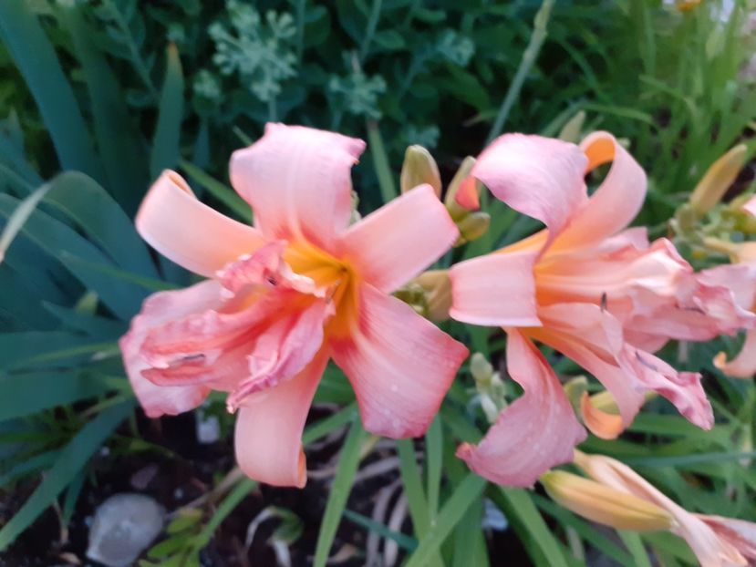 Double Pompom seara - Hemerocallis 2021