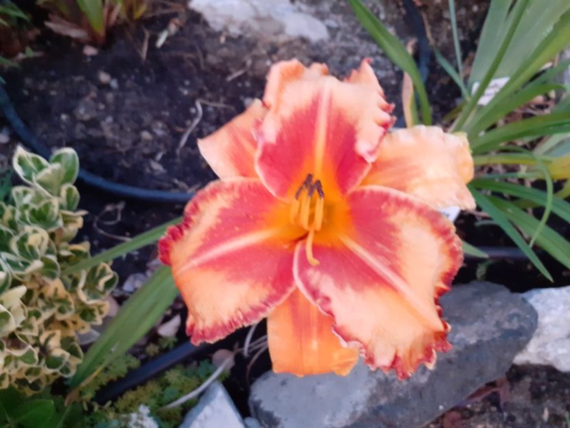 Volcano Queen seara - Hemerocallis 2021