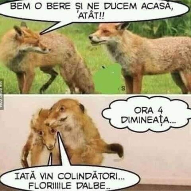 - Divertisment 5