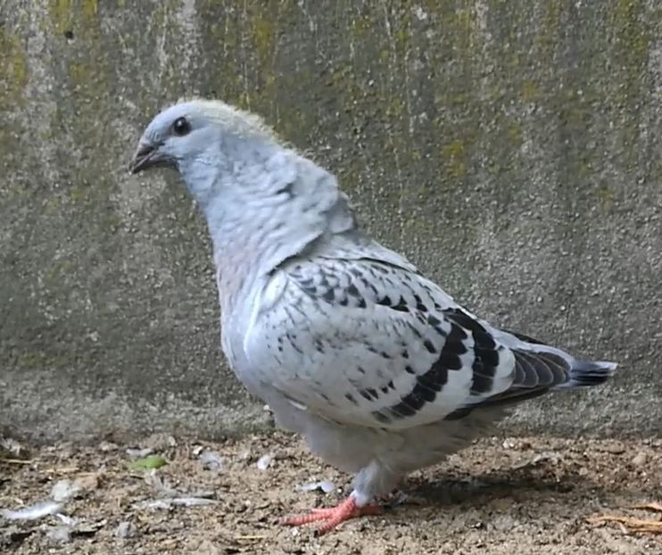 22 F. - h- MLODE -2021- Youth