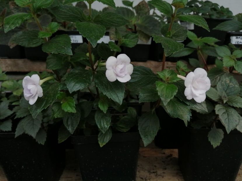  - Double Picotee Rose