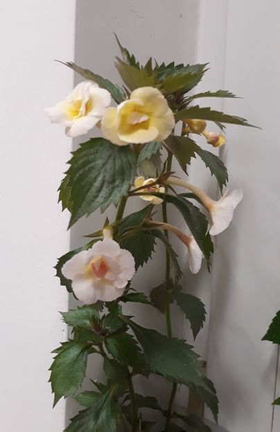  - 001 2021 - Lemon Orchard