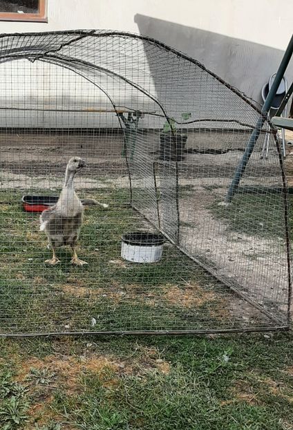  - Boboci gâsca 2021