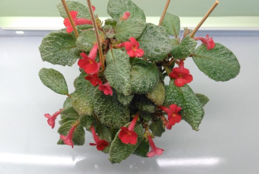  - 1 - Disponibile plante de vanzare 2021