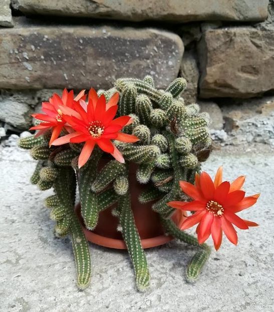 - Chamaecereus silvestrii