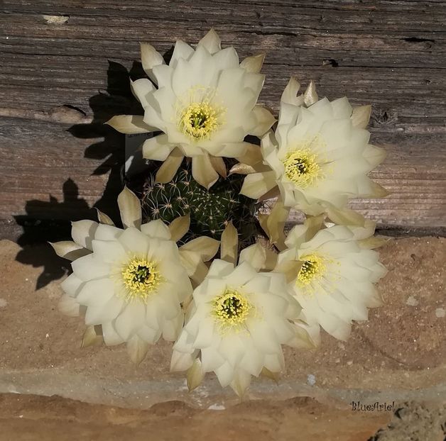  - Lobivia hb MP 16-02 alb