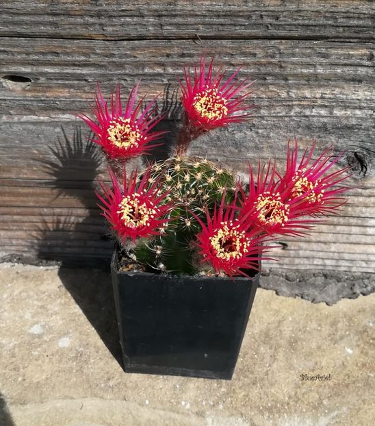  - Lobivia hb MP crisantha cyclam