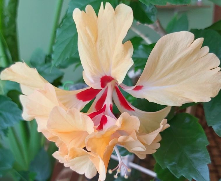 30.06  El Capitolio Sport of Sport - Hibiscusi 2021