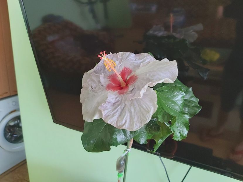 Petra a doua zi 30.06 - Hibiscusi 2021