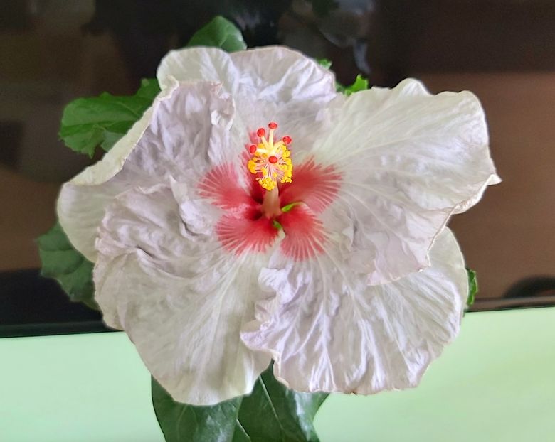 Floarea a doua zi - Hibiscusi 2021