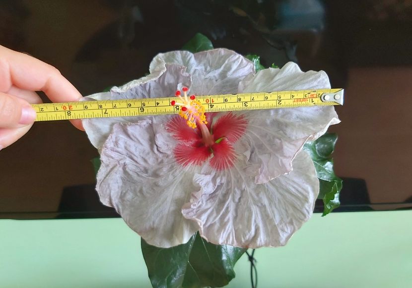 Floare de 20 cm a doua zi - Hibiscusi 2021